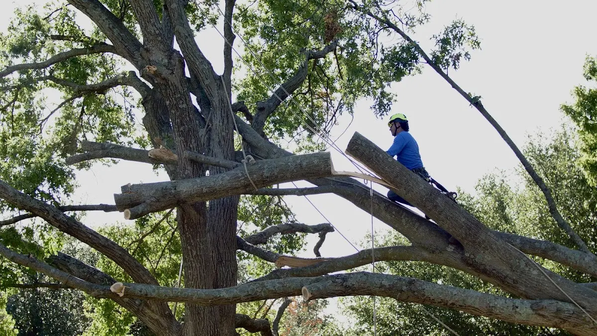 Professional Crown Thinning performed by certified arborists in Evensville