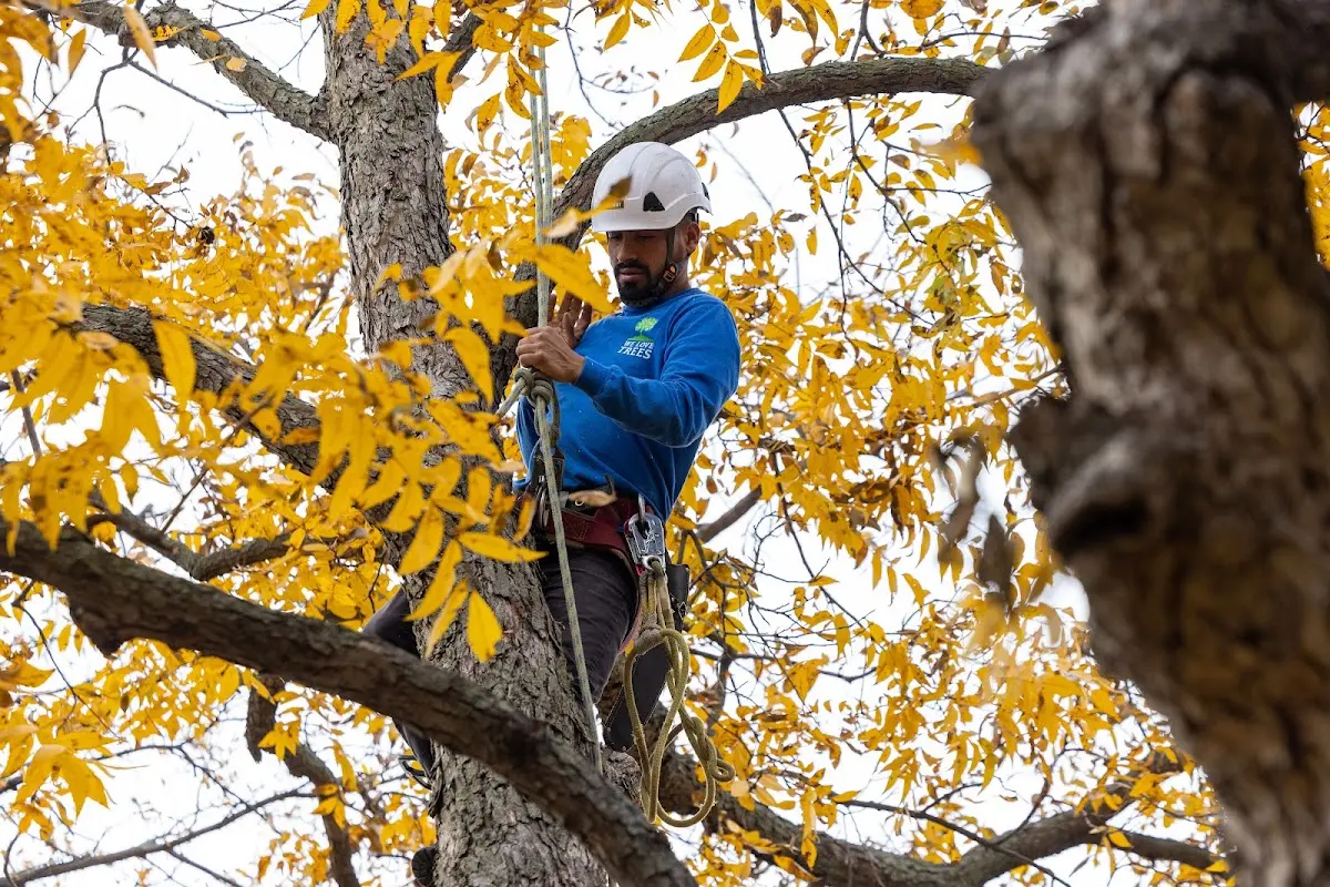 Skilled Tree Planting crew working in Evensville